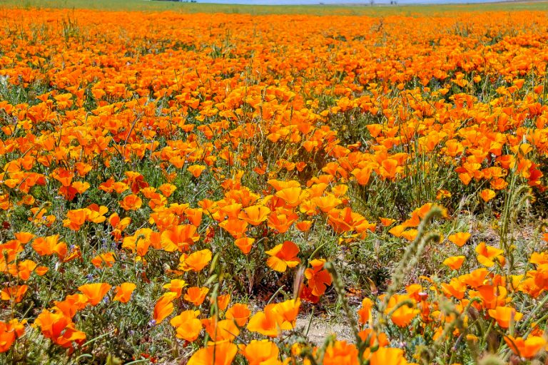 The Antelope Valley Poppy Fields in Southern California | Tonya Staab