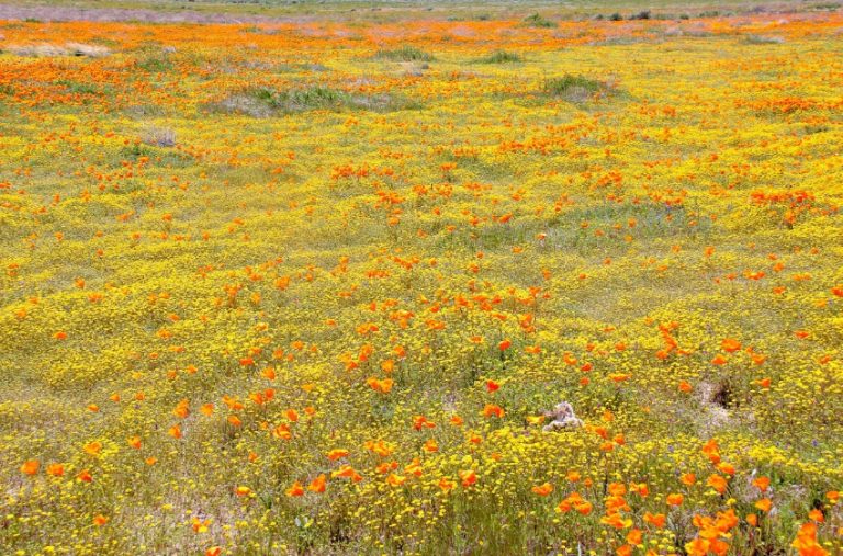 Where To See Fields of Wildflowers in California | Tonya Staab