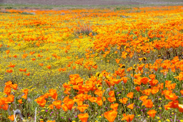 Where To See Fields of Wildflowers in California | Tonya Staab