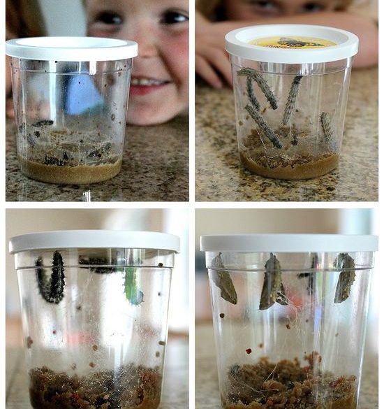 Steam Projects And Science Experiments For Kids 